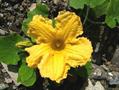 Winter Squash